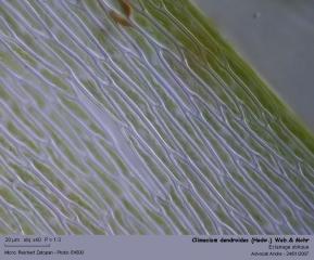 Climacium_dendroides_Hcell.jpg