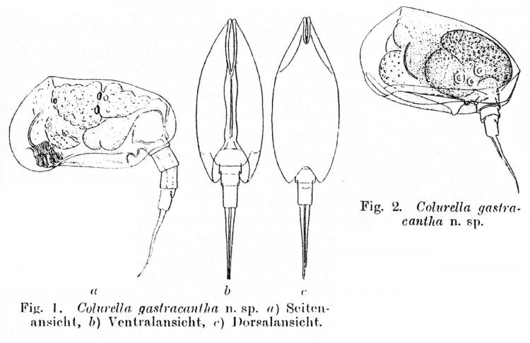 Colurella gastracantha Hauer, 1924v.jpg