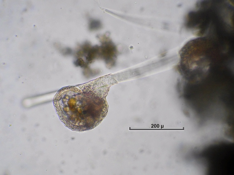 Protozoaire Luminescent Qui Vit Dans La Mer