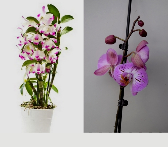 orchidé texte 1.jpg