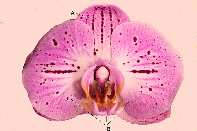 orchidé texte 2.jpg
