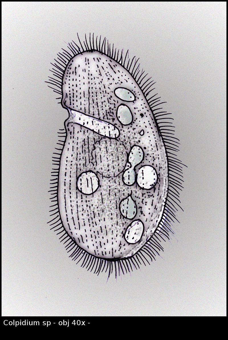 Colpidium01.jpg