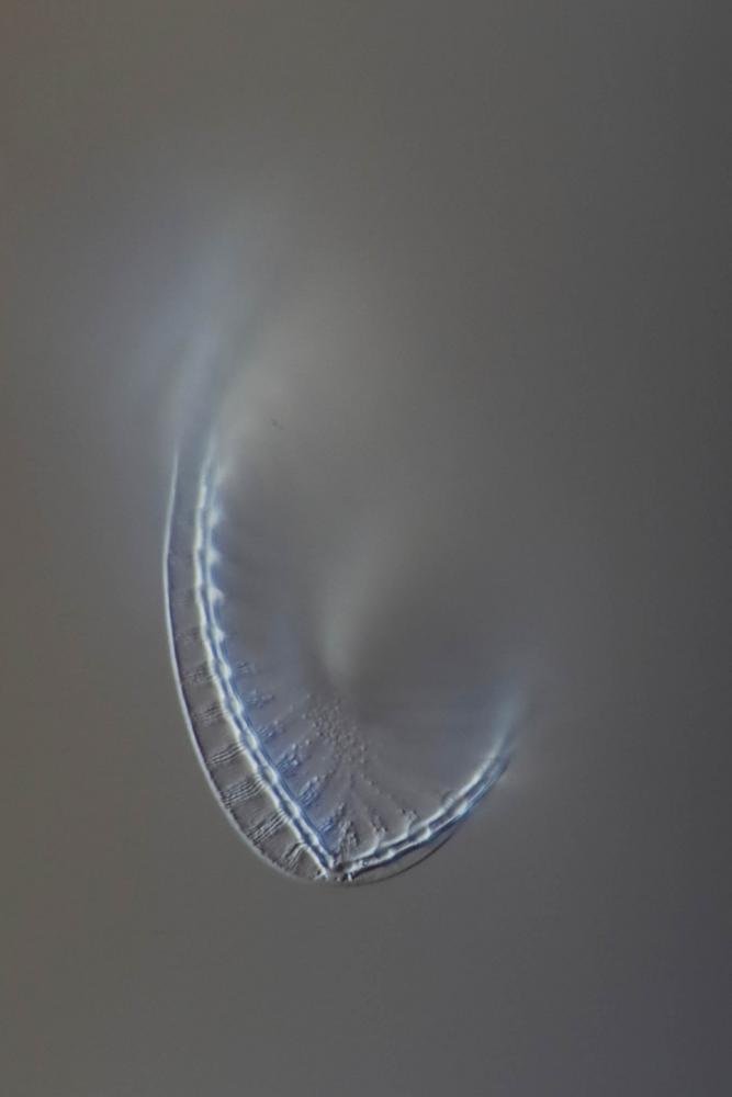 surirella spiralis 21_V9.jpg