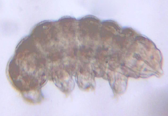 Tardigrade-Echiniscus1.jpg