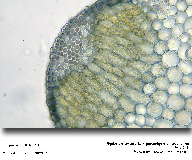 Equisetum_arvense_L___parenchyme_chlorophyllien1.jpg