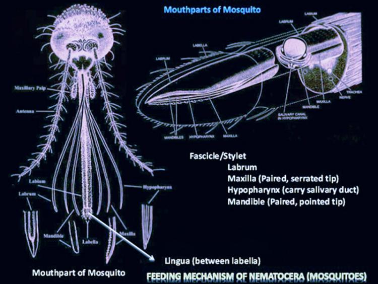 mosquito-maxilla.jpg