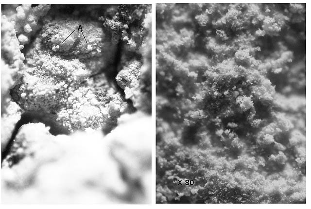 lichen crus texte 2.jpg