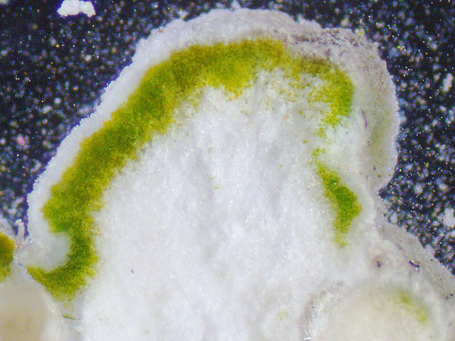 lichen crus texte 5.jpg
