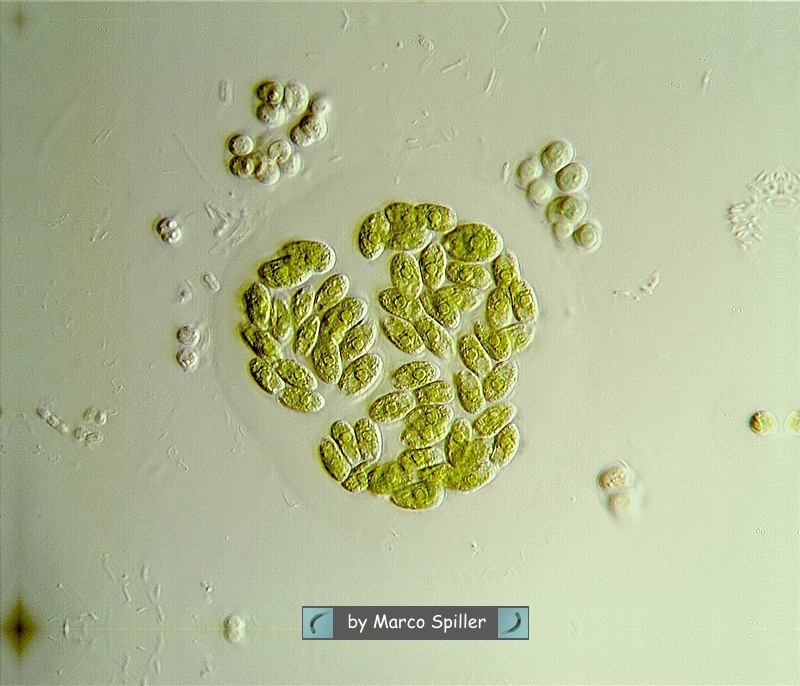 Dimorphococcus lunatus.jpg