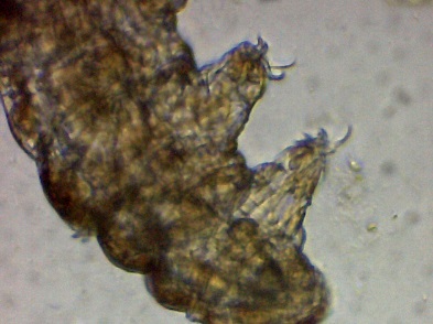 Milnesium Tardigradum3.jpg
