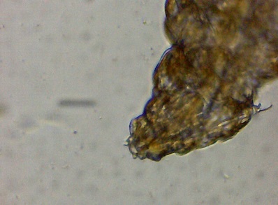 Milnesium Tardigradum2.jpg