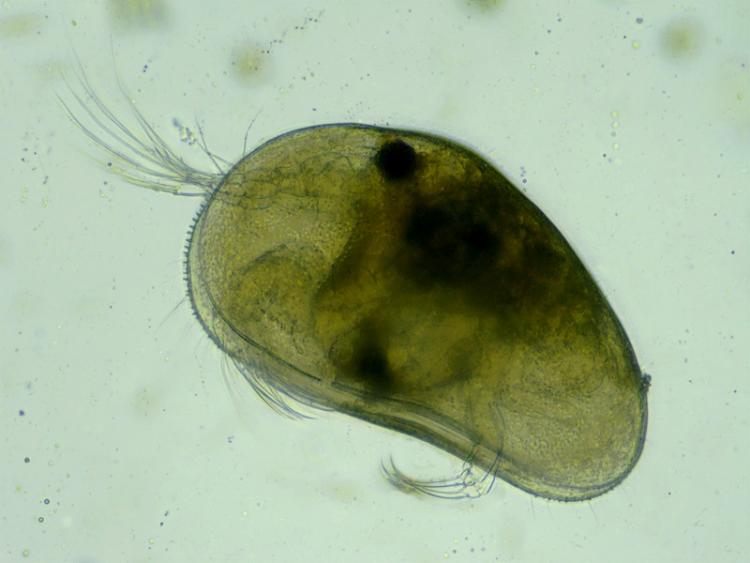 Stacked Barjols Ostracode1.jpg