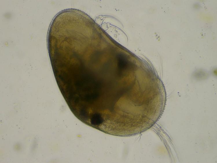 Stacked Barjols Ostracode2.jpg