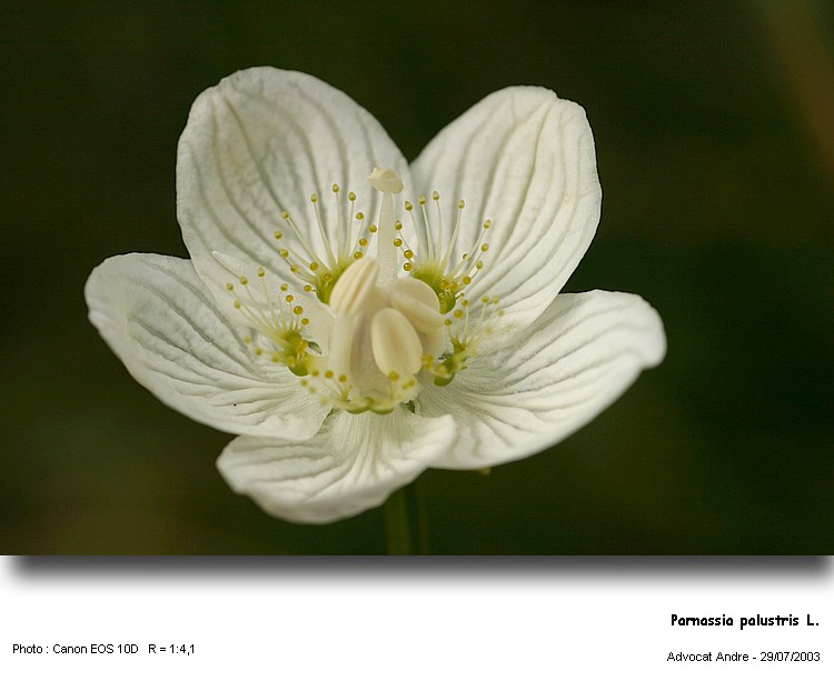 Parnassia_palustris2.jpg