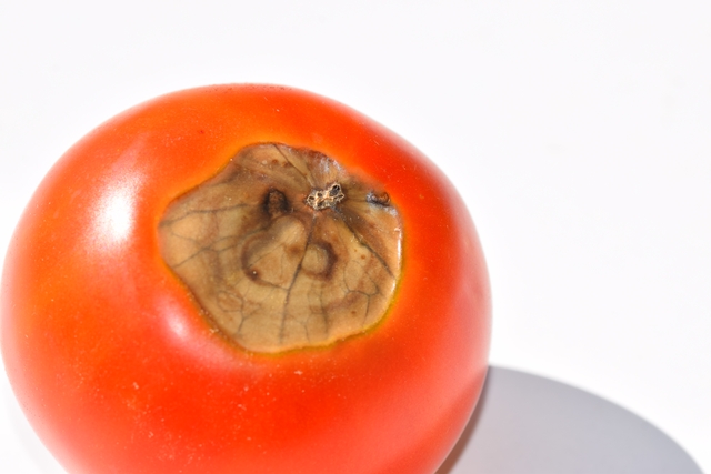 tomate macro.jpg