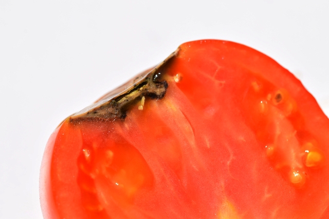 tomate macro coupe.jpg