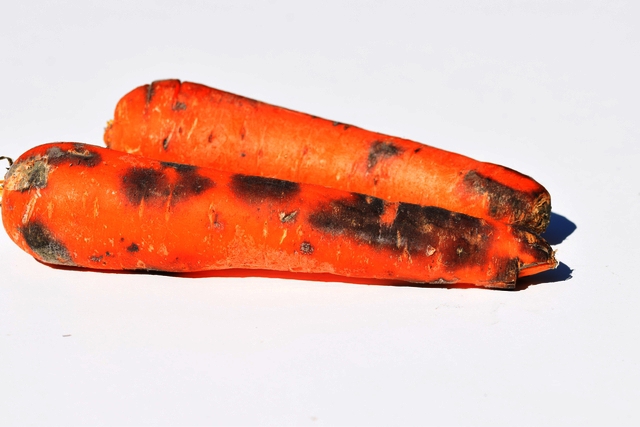 carotte 2 macro.jpg