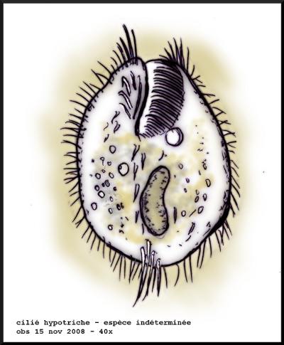 cilie_hypotriche_ind01.jpg