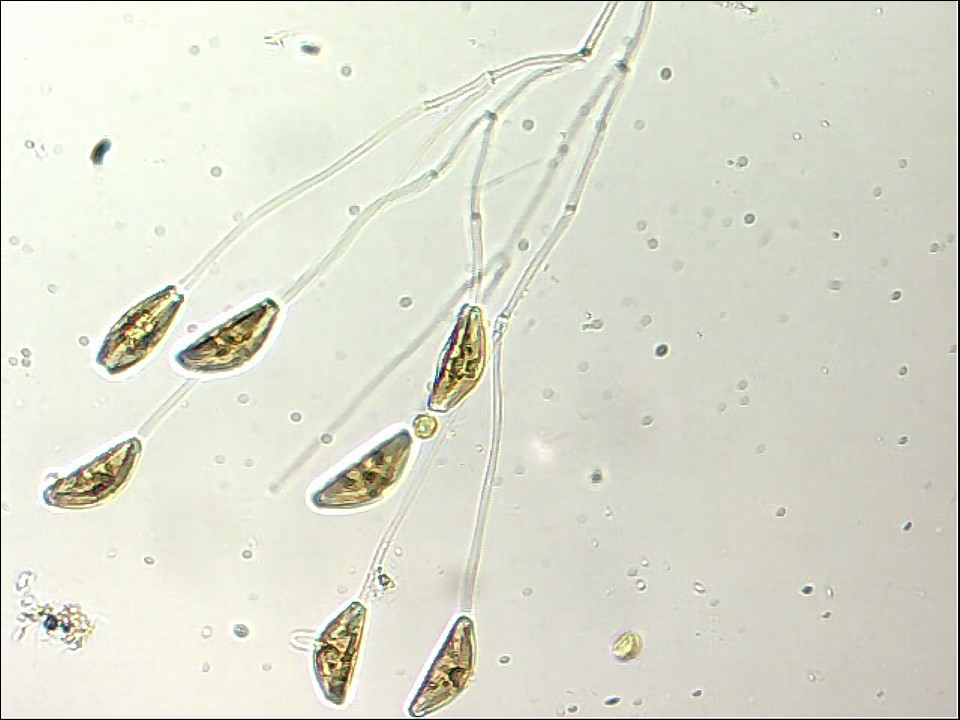 diatome12-2011-8.jpg