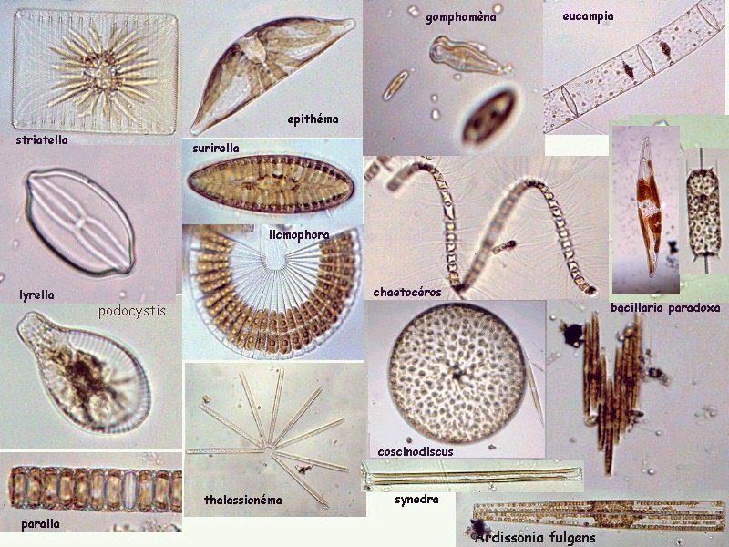 diatom.jpg.782973cc65955710650f40f9f8c4a8eb.jpg