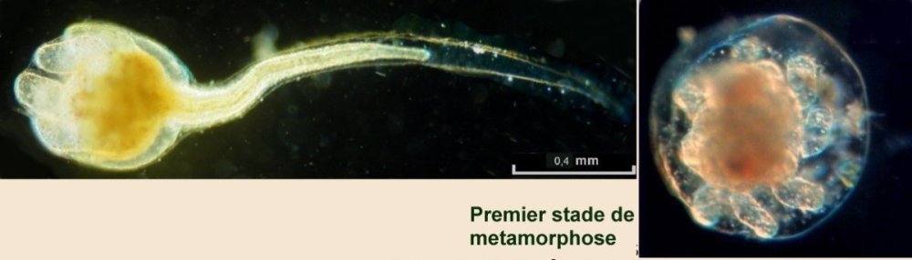 botryllus.thumb.jpg.5204a8fc9bc4dce80ab74c56288a7b40.jpg