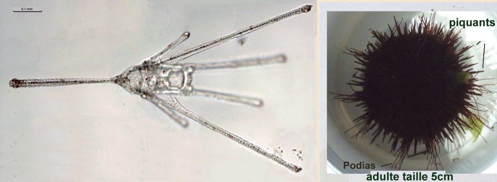 echinocardium.thumb.jpg.6ab94a5ecc500d15338abe7b6e9b960e.jpg