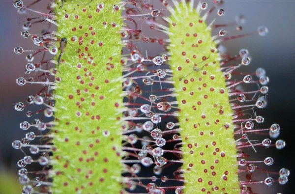 Drosera capensis.jpg