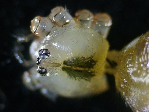 Céphalothorax de Pholcus