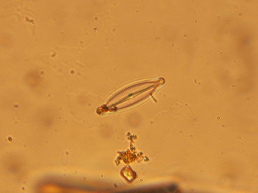 Etalon Navicula gregaria (Copy).JPG