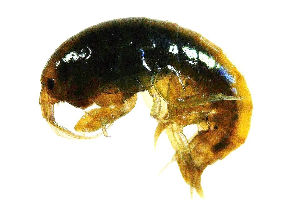 gammarus1.jpg.bb68da23529b33737a742600ab6fd208.jpg