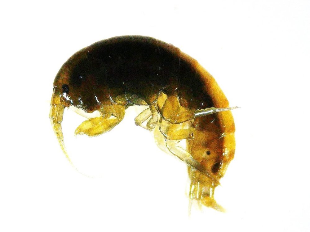 gammarus2.thumb.jpg.47ae5f232c088de4dadcf4a08d3409d7.jpg