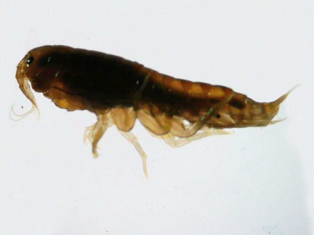 gammarus4.thumb.jpg.65e2eaa7f6a5f69194624edd66dbe092.jpg