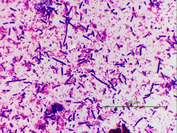 Bacillus Megaterium.jpeg