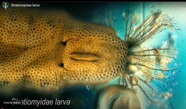 Stratiomyidae Larva.jpg