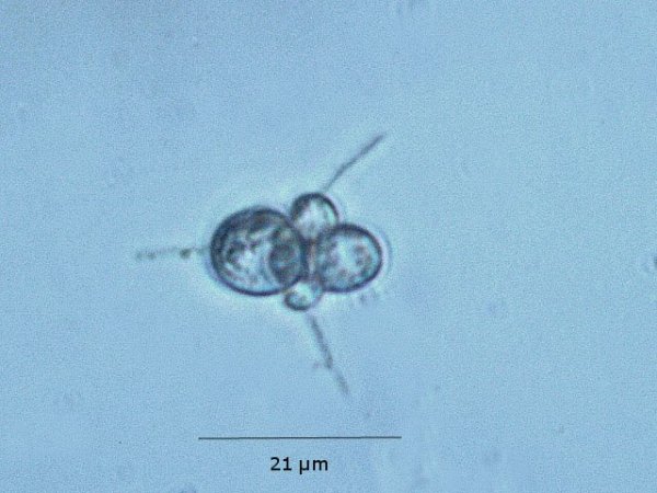 cognassier spore