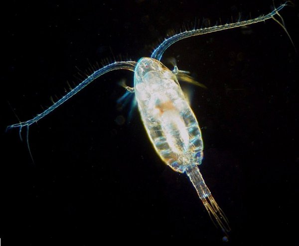 copépode calanus.jpg