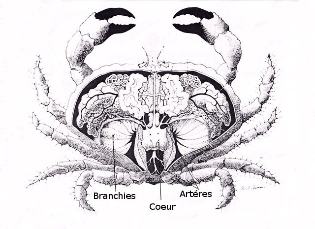 crabecoeurtexte5.jpg.c88e892c78475aa685df938f68771a72.jpg