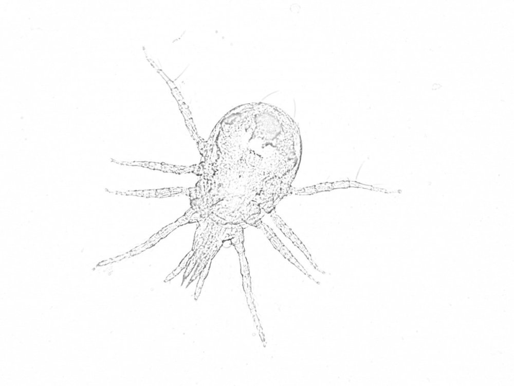 acarien_croquis_clahe.thumb.jpg.a288361baa39a3e948afc16a454e47d1.jpg