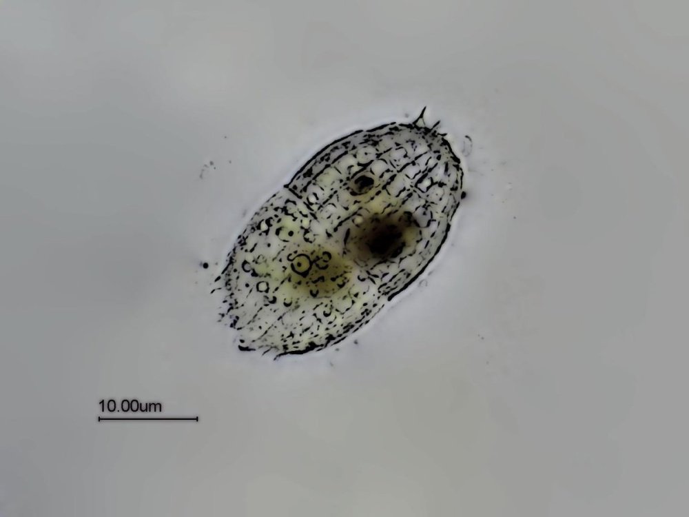 coleps_croquis_colorise.thumb.jpg.a64ead57f67394068d48ccb87e879abc.jpg