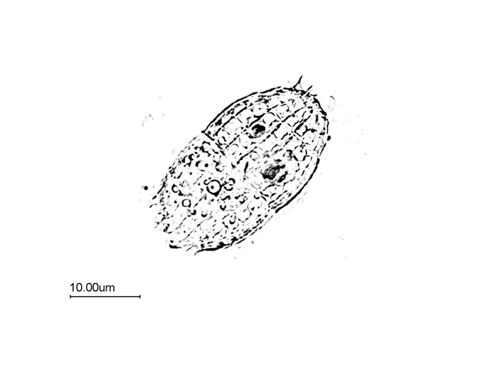 croquis_coleps_clahe.thumb.jpg.1c259f7a9dd802b0aa3514e9524e4adf.jpg