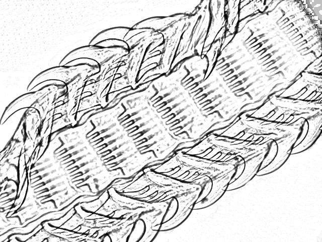 radula_bulot_clahe.jpg.3f53a157c198d5d6ddf411f4a64f193a.jpg
