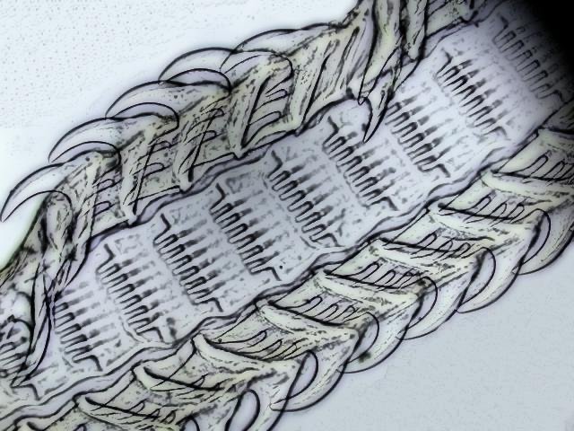 radula_bulot_croquis_colorise.jpg.c513e7d6e25d621d87acb87500acb732.jpg