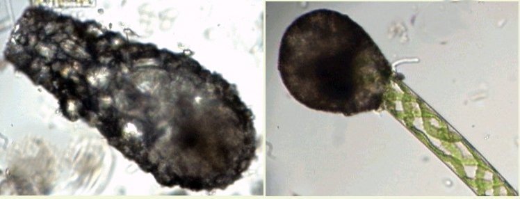 Diff11.jpg.ee106c6d1c0301aafceae8237f023b7d.jpg