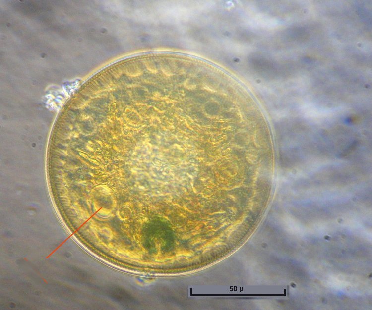 arcelnucl.jpg.fb8eb965934c8750cf5f0caa386db6b2.jpg