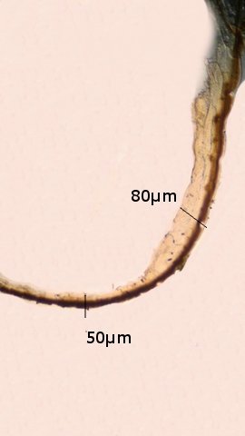 chitinetexte8.jpg.451f9c165069528e097d1c81707e4a62.jpg