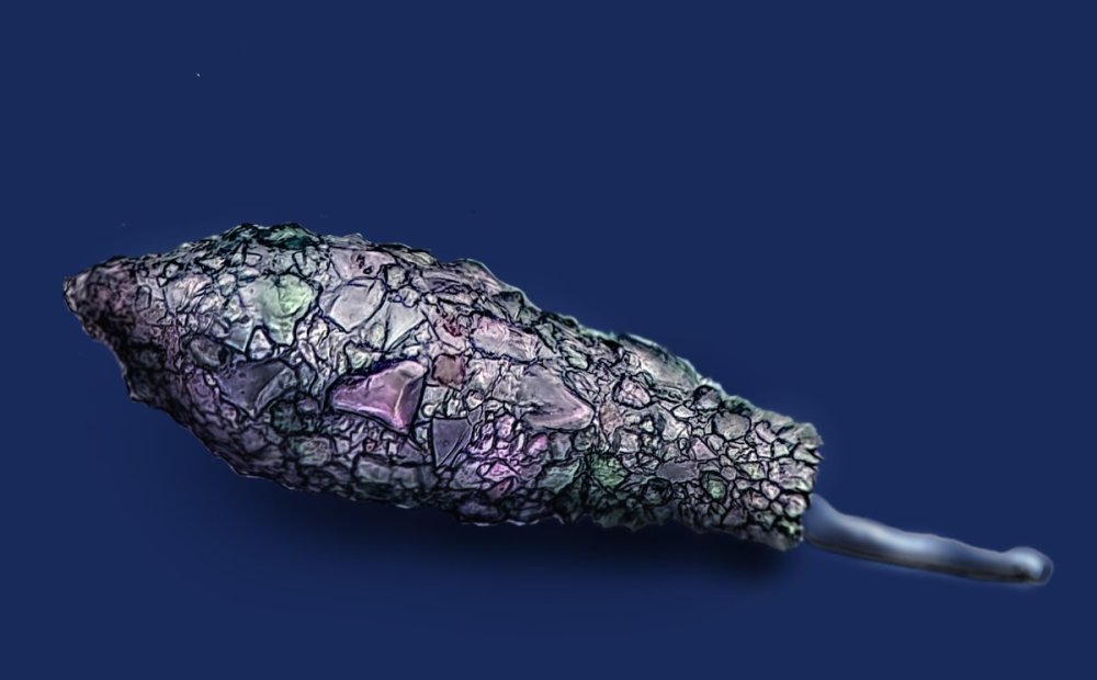 difflugia lacustris 4.jpg