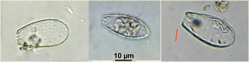 euglysmall.jpg.d713736d9f955c98b03a8a4155c2a3a7.jpg