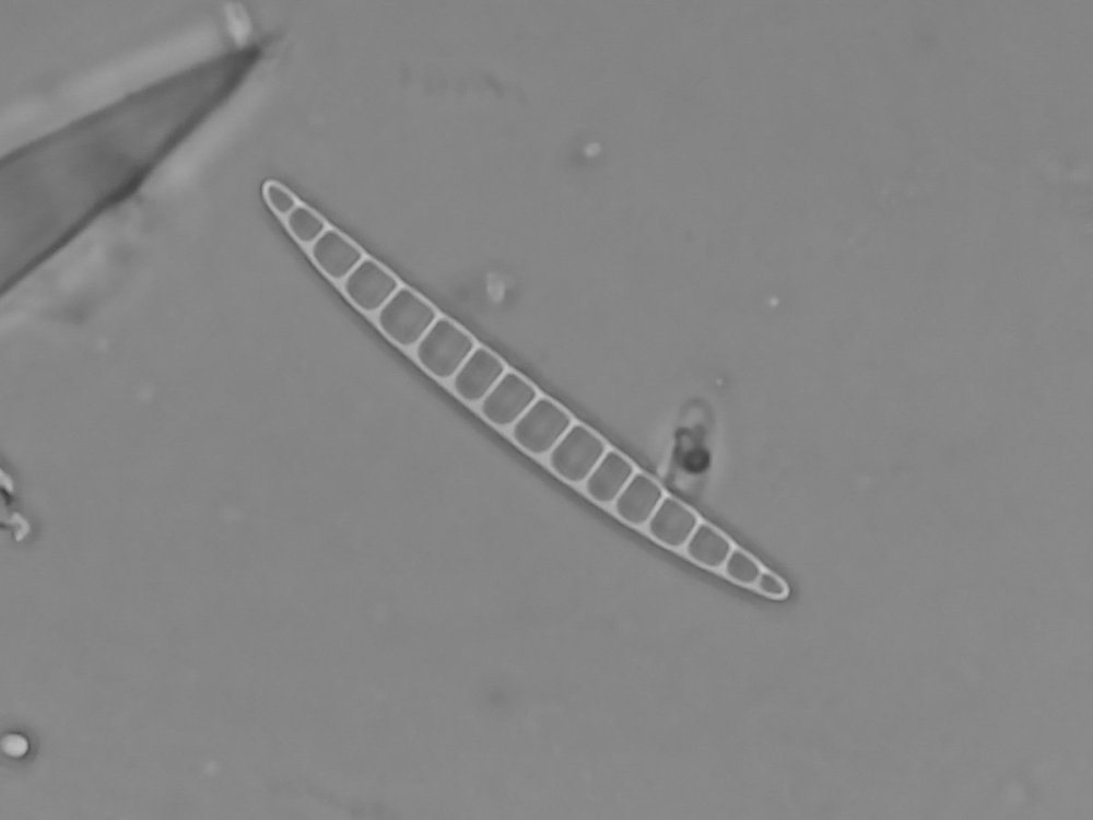eunotogramma_marinum_libre-60-z3-cumul_red.thumb.jpg.d219d4c96fd854ab03868839d9b56207.jpg