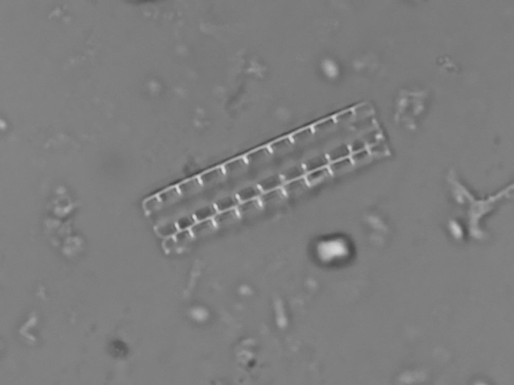 eunotogramma_marinum_libre_connective-40-z5-cumul_red.thumb.jpg.7f1d4783b1025427124b66d652877419.jpg
