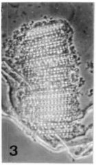 eunotogramma_marinum_sur_debris.jpg.ba313968b2eb3241bff8c4efa6213ba3.jpg